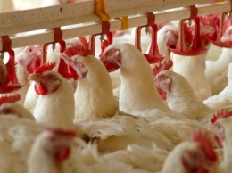 Суд открыл новое дело о банкротстве производителя "Гавриловских цыплят"