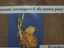На Волыни выявили больную раком картошку (ВИДЕО)