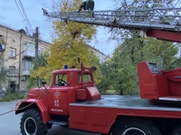 В Запорожской области спасатели несколько часов снимали мужчину с дерева