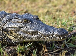 Крокодил растерзал ребенка на глазах друзей