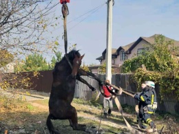 В Долгинцевском районе Кривого Рога спасатели достали лошадь из 2-ух метровой ямы