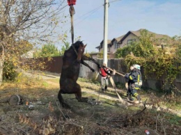 В Кривом Роге спасали провалившуюся лошадь