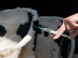 В Мариупольском районе вакцинируют крупный рогатый скот