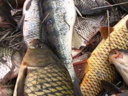 Под Никополем поймали браконьера, который выловил рыбы на 119 тыс грн