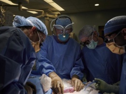 В США впервые успешно пересадили человеку почку, выращенную в теле свиньиопе