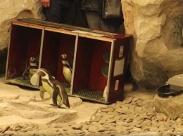 Смотри видео: в Харьковском зоопарке поселились пингвины Гумбольдта