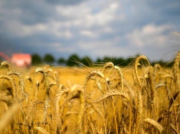 В Украине сделали невероятное заявление об экспорте пшеницы