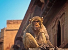В Индии обезьяны убили жену политика и уличного торговца