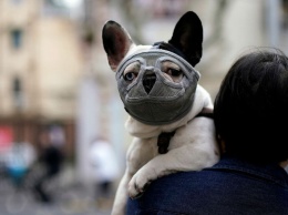 Корм для собак вместо масок и аппаратов ИВЛ: что в Украине закупали для борьбы с коронавирусом