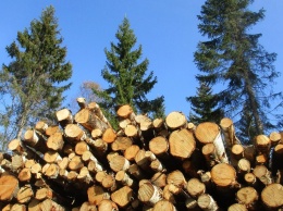 Мировые банки обвинили в поддержке вырубки лесов