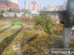 В Кременчуге в садике на детей рухнуло кронованное дерево: 4-летняя девочка в коме