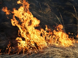 Под Харьковом загорелось поле кукурузы