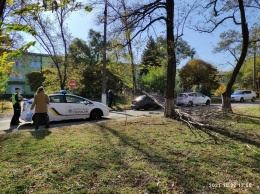 В центре Мариуполя дерево упало на припаркованный автомобиль, - ФОТО