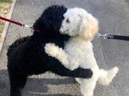 Внезапная встреча собак, разлученных в детстве, вызвала восторг в соцсетях