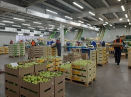 84 тысяч тонн плодово-ягодной продукции собрали в этом году в Крыму