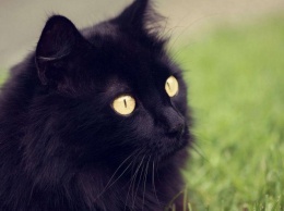 Помогите найти: в Покрове пропала черная кошка