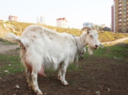 В центре Киева пасутся козы (видео)