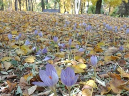 В Днепре, в парке Шевченко обнаружили поляну крокусов