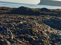 На пляжах Британии нашли тысячи погибших морских обитателей
