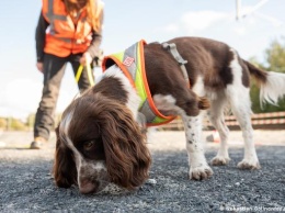 Как немецкие собаки участвуют в строительстве железных дорог (фото)