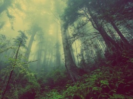 Деградировавшие леса оказались источниками углерода