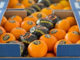 Россия остановила импорт мандаринов одного из производителей Турции