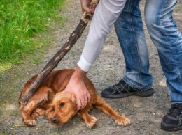 Какие штрафы и сроки грозят украинцам за жестокое обращение с животными: ответ юриста