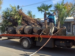 В Аркадии выкопали пальмы: весной их вернут обратно
