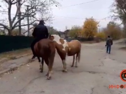 В Днепре на Западном искали сбежавших лошадей и пони: они гуляли по району и ели из мусорных баков