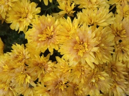 В запорожском ботаническим саду цветут хризантемы - фото