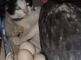 Сеть насмешил кот, решивший высидеть яйца вместо курицы