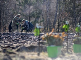 «Зеленая страна»: На Донетчине и Луганщине высадили более 70 тысяч дубовых саженцев