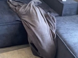 «Хвостатый плед»: Бультерьер смешно «спрятался» в одеяле