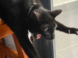 Курьез: упавший со стула черный кот стал героем мемов