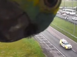 В Бразилии любопытный попугай устроил игру в гляделки с камерой дорожного движения