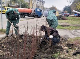 В Одессе продолжается осенняя высадка растений. Фото