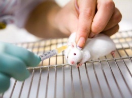 Украинскую вакцину от коронавируса тестируют на польских мышах