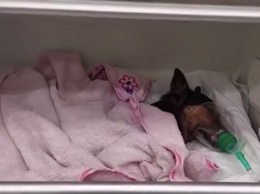 Состояние резко ухудшилось: ветеринарам пришлось усыпить пса, которого бросили хозяева