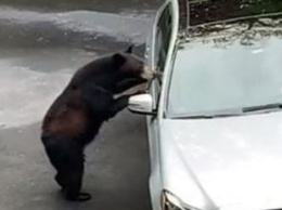 Медведь едва не угнал авто американца
