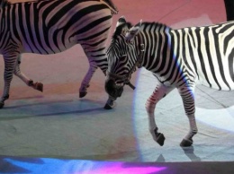 В запорожском цирке показали номер с редкими животными - фото