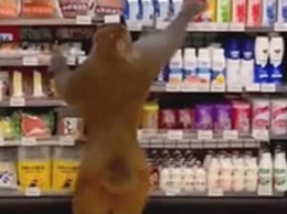 Видеохит: Обезьяна пришла на шопинг в продуктовый магазин