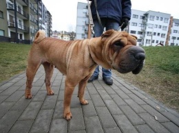 Штрафы за выгул собак без намордников выросли в Украине - вступил в силу закон