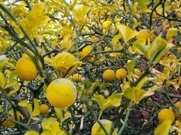 Поздняя осень: в Одесском ботсаду собирают плоды диких лимонов