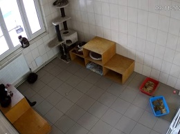 Харьковчане могут наблюдать за котами из городского приюта онлайн