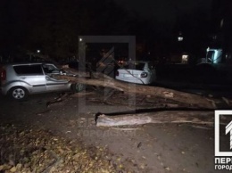 В Кривом Роге сухое дерево рухнуло на машины, один человек в больнице