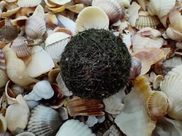 Вместо медуз: в Кирилловке на берег выбросило нового обитателя Азовского моря