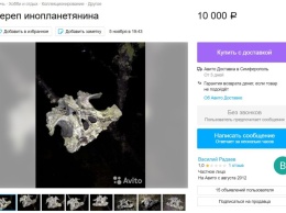 Крымчанин продает на Авито «череп пришельца»