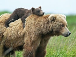 Под Владивостоком женщина спаслась бегством от двух медведей
