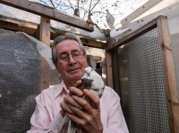 В Британии 70-летнего голубевода оштрафовали почти на 1 тыс. фунтов стерлингов за шум от птиц (ФОТО)