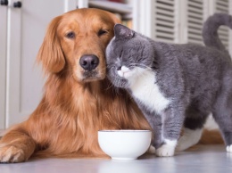 Домашние животные: кого завести, если кошка и собака - не ваш выбор?